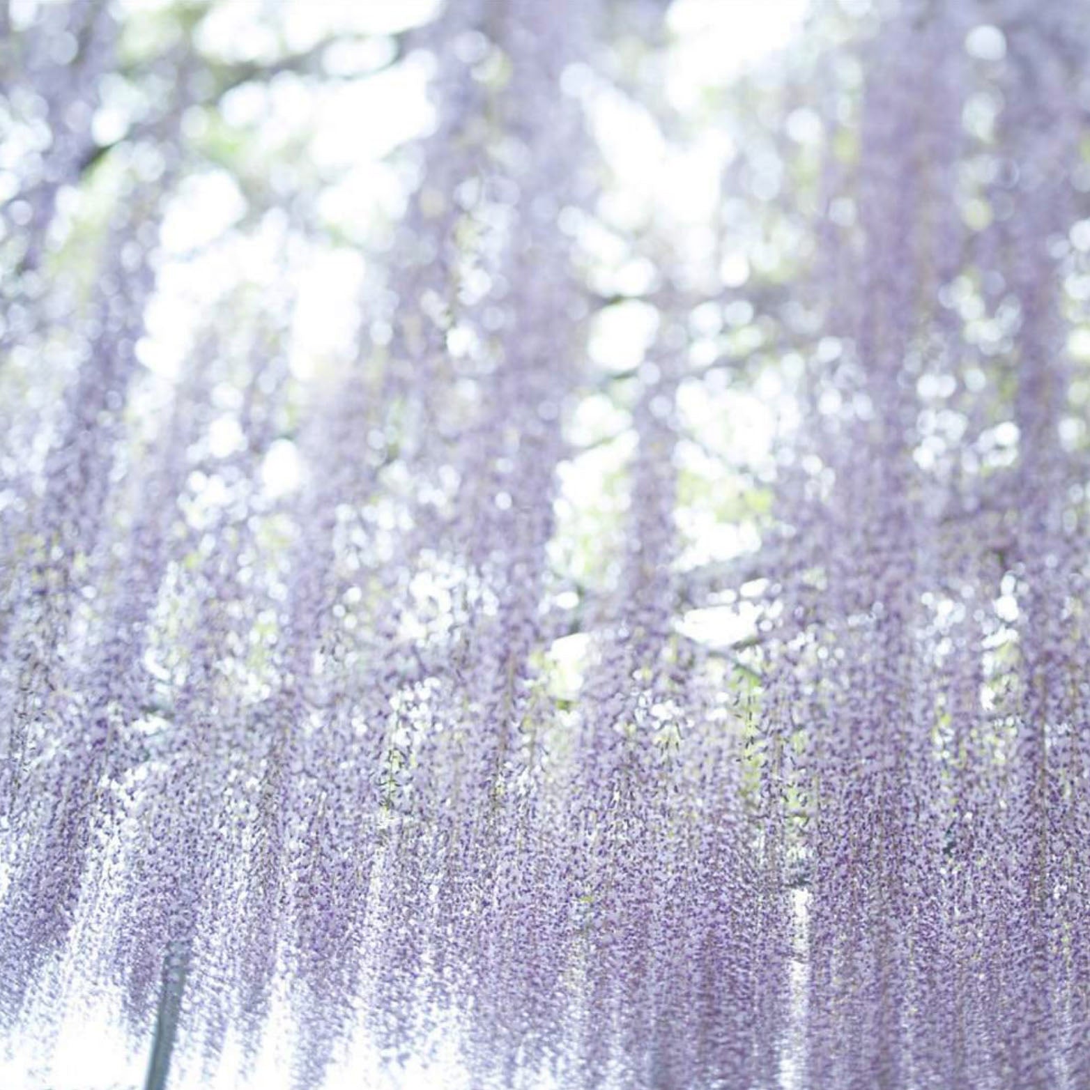 TOKYO KODO First Collection Incense - Incense | Gladfellow